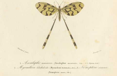 Antique Dragonfly Prints, Neuropteres Plates 3 & 6, Copper Engravings, ca.1800, close-up 3