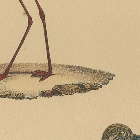Pl. 149 Antique Bird Print of Plover Species by Lejeune 'c.1830', close-up 1