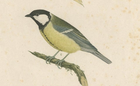 Nature’s Pair: The Artistic Depiction of Great Tits, Engraving ca.1780, close-up 4