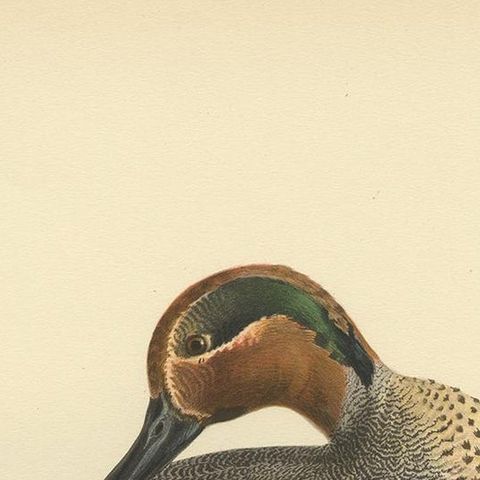 Antique Bird Print of the Eurasian Teal by Von Wright '1929', close-up 1