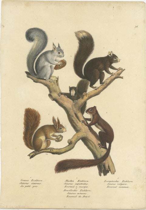 Original Antique Hand Colored Print of Various Squirrel Species, view 2