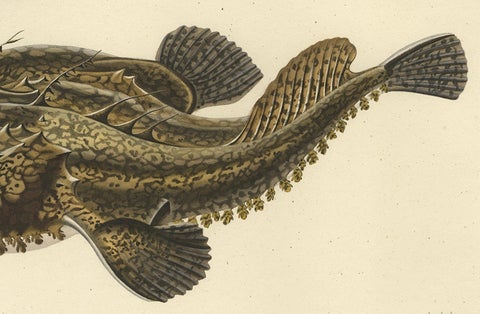 Antique Ichthyology Print, Anglerfish (Lophius piscatorius), Gaimard 1842, close-up 4