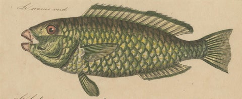 1819 Marine Splendor: Original Hand-Colored Engravings of Fishes, close-up 2