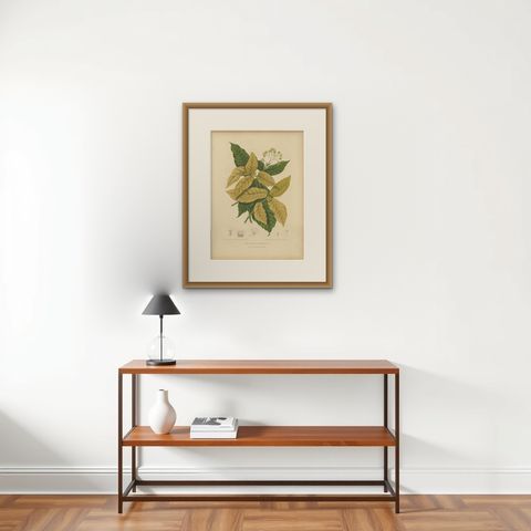 Original Antique Botanical Chromolithograph of White Birdcatcher Tree, c. 1880, shown framed on a wall