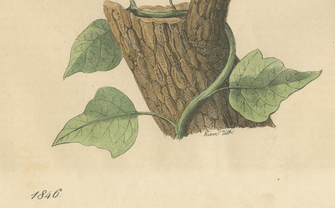1846 Waxwing - Rare Hand-Colored Lithograph from Hoffmann's Book of the World, close-up 1