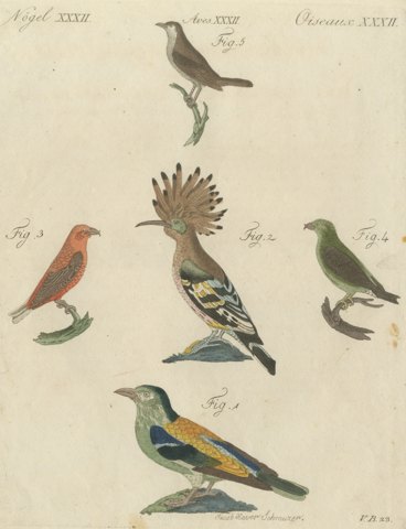 Hoopoe, Roller and Crossbills, Antique Bertuch Print, Vienna, circa 1805