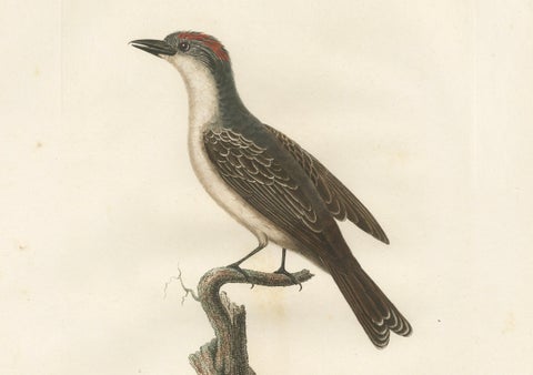 1807 Gray Kingbird Print - 'Le Tyran Gris' Antique Ornithological Illustration, close-up 2