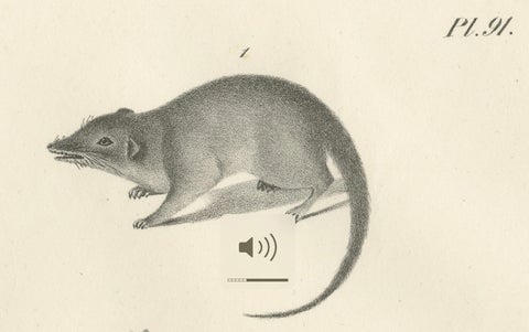 Rare 19th-Century Lithograph of Marsupials Showing the Potoroo and Kangaroo Rat, close-up 4