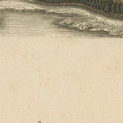 Snake Print of Grass Snake and Long-Nosed Whip Snake, c.1850, Orbigny, close-up 5