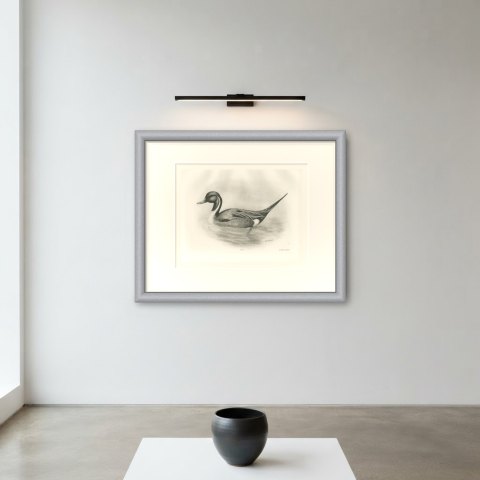 Pintail Drake Swimming, Plate CLXXIV after Lilian Medland, c. 1909, shown framed on a wall