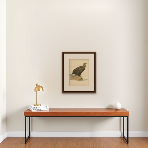 Antique Bird Print of the White-Tailed Eagle, '1929', shown framed on a wall