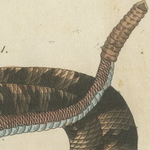 Rattlesnake with Its Rattle, Antique Bertuch Print, Vienna, circa 1805, close-up 6