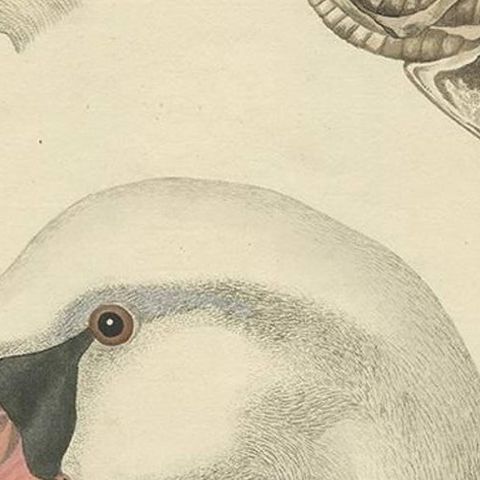 Antique Bird Print of a Swan ‘Tab. II’ by Sepp & Nozeman, 1829, close-up 1