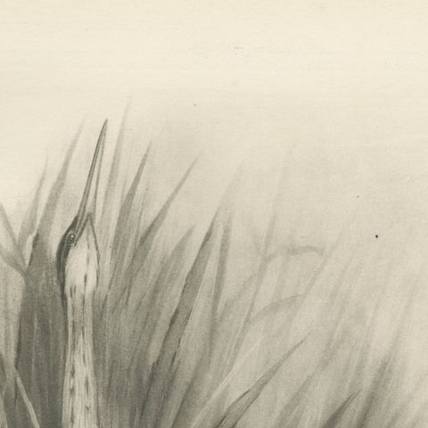 Little Bittern, Antique Bird Print after Lilian Medland, circa 1909, close-up 2