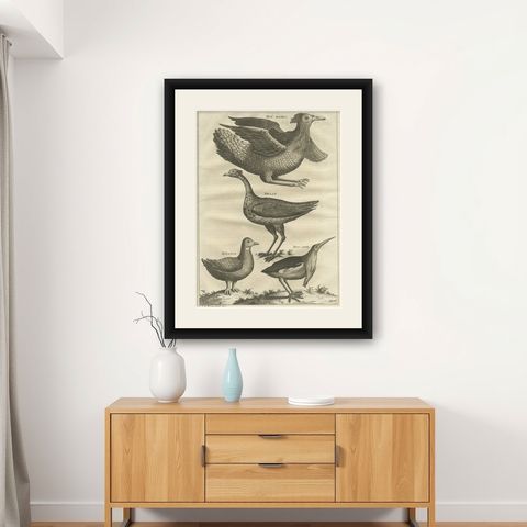 Rare Antique Bird Print of a Houbara, the Arabian Bustard and More, 1773, shown framed on a wall