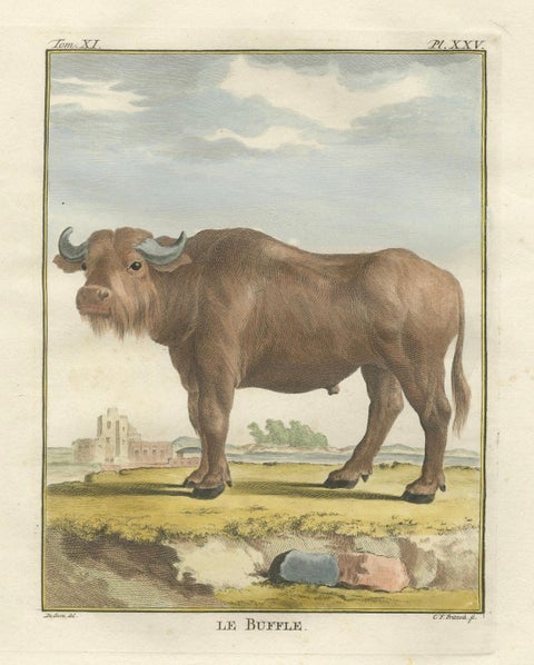 Antique Buffalo Engraving, Buffon Hand-Coloured Print Amsterdam 1769, close-up 6