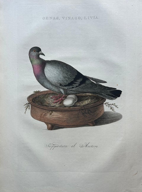 Rock Dove or Common Pigeon, Hand-Coloured Engraving with Dutch Text, 1770–1829, view 3