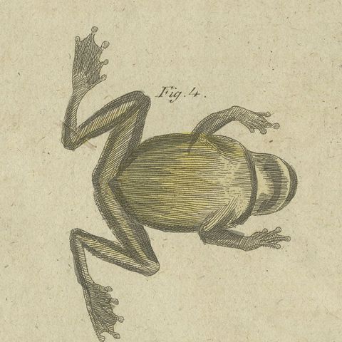 Four Tree Frogs Including a Blue Frog, Antique Bertuch Print, Vienna, circa 1815, close-up 3