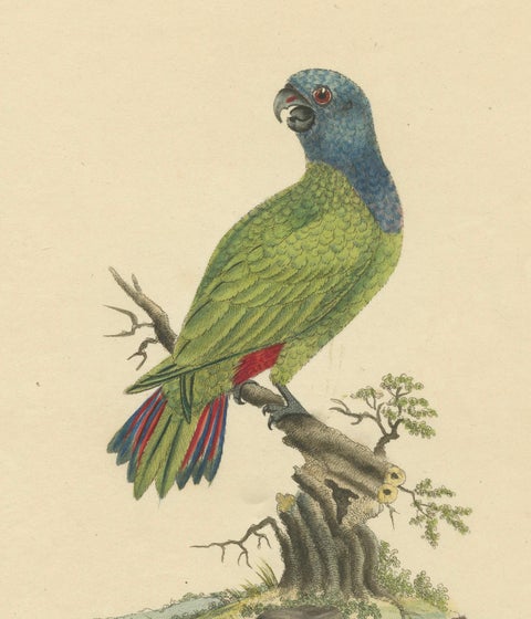Original Hand-Colored Copperplate Engraving of The Blue-Headed Parrot, 1794, close-up 3