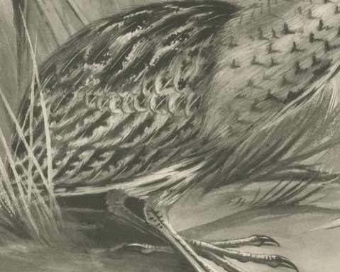 Bittern Stalking Through Reeds, Plate CLV after Lilian Medland, c. 1909, close-up 2