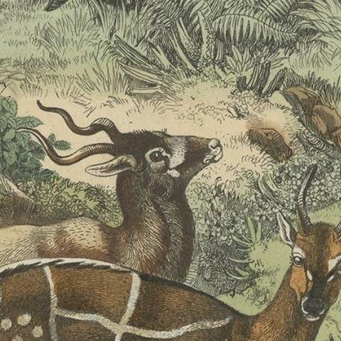 Antique Print of Antelopes, 1854, close-up 3