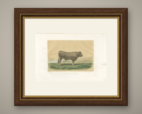 Garonnais Bull, Antique Cattle Print after Isidore Bonheur, 1873, shown framed