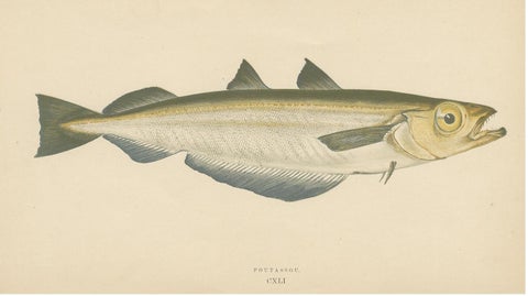 Antique Print of the Blue Whiting Fish by J. Couch, circa 1870, view 3