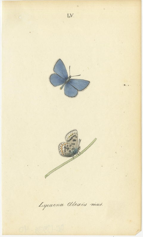 Cabinet-Size Butterfly Engravings with Jewel-Tone Species, Set of 6, 1835, view 2