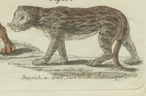 Lions, Tigers & Spotted Cats, Decorative Natural History Print c.1790, close-up 4