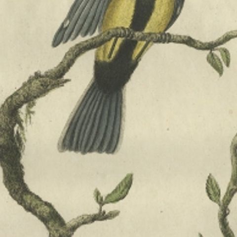 Antique Bird Print of the Great Tit Bird with Eggs by Sepp & Nozeman, 1789, close-up 1