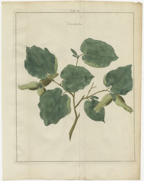 Antique Hand-Colored Print of the Common Hazel, 1758, view 2