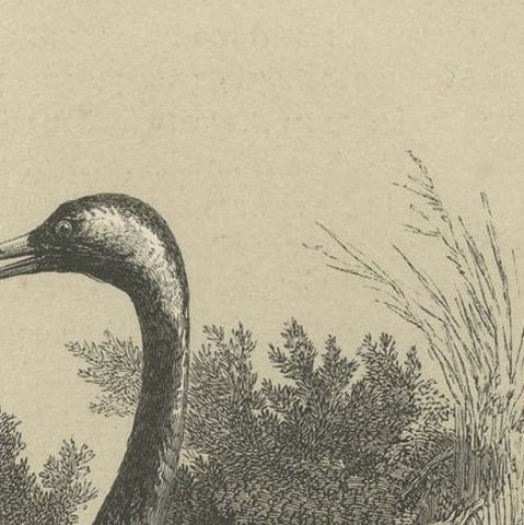 Antique Bird Print of a Common Crane, 1853, close-up 1