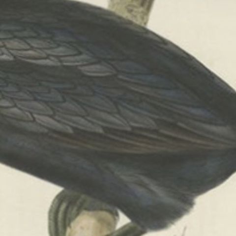 Little Cormorant, Antique Bird Lithograph by John Gould, c.1832, close-up 2