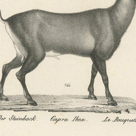 Antique Print of an Ibex and Domestic Goat by Schinz, 'c.1830', close-up 2