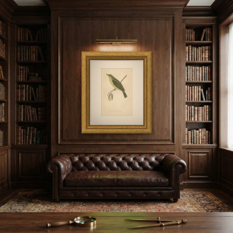 Melodious Willow Warbler Singing on a Twig, Antique Bird Print, Morris, 1896, shown framed on a wall