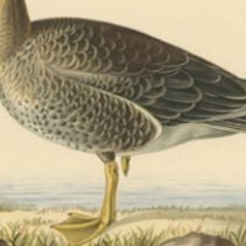 Antique Bird Print of the Female White-Fronted Goose, 1929, close-up 2