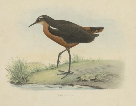 Old Bird Print of the Tahiti Sandpiper or Tahitian Sandpiper, 1854, close-up 1