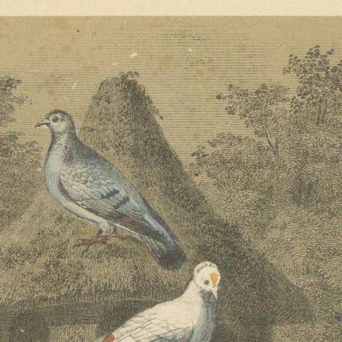 Antique Bird Print of Various Pigeons, 1853, close-up 1
