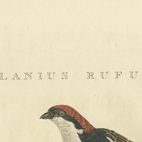 Antique Bird Print of the Woodchat Shrike by Sepp & Nozeman, 1829, close-up 1