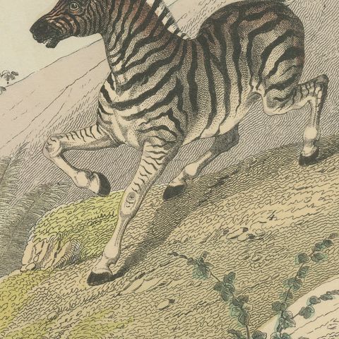 Antique Horse and Zebra Print with the Extinct Quagga, Kolb Mammals, circa 1890, close-up 4