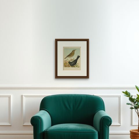 Antique Bird Print of the Thrush and Blackbird, circa 1880, shown framed on a wall