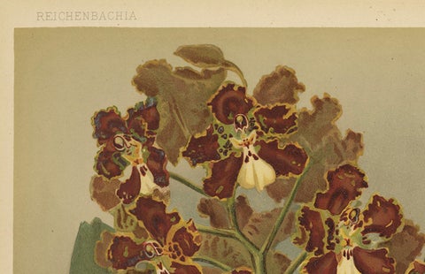 Red and Gold Orchid Print, Odontoglossum Coronarium, Reichenbachia c.1888, close-up 1