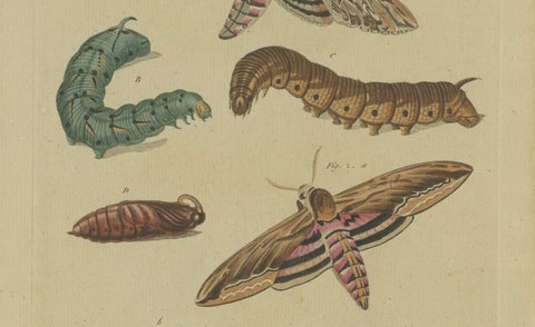 Hand-Colored 1805 Butterfly Print by Bertuch - Convolvulus & Privet Hawk-Moth, close-up 2