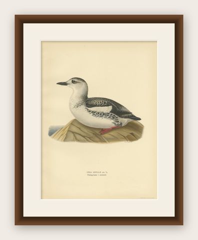 Antique Bird Print of the Guillemot 'Winter' by Von Wright '1929', shown framed