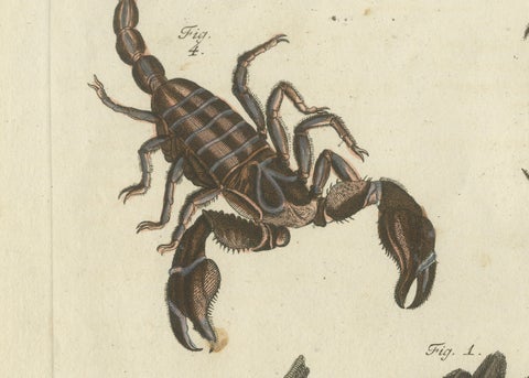 Original Antique Print of Tarantula, Spiders and Scorpions by Bertuch, c. 1790, close-up 3
