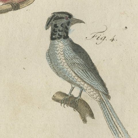 Five Exotic Birds, Antique Bertuch Print, Vienna, circa 1805, close-up 4