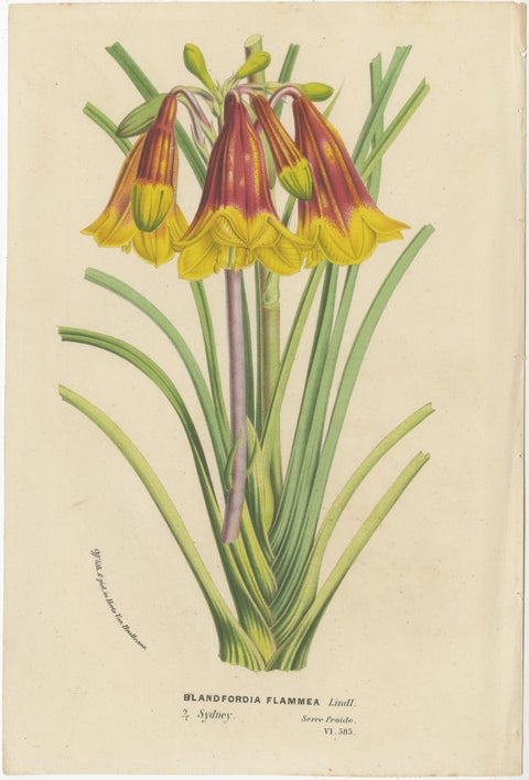 Flora Illustrated: A Collection of 19th Century Botanical Art, Published c.1875, view 3