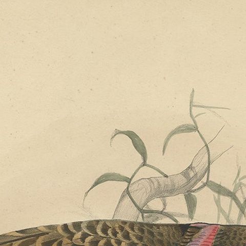 Large Rare Original Anique Bird Print of The Great Grey Bowerbird, 1869, close-up 1