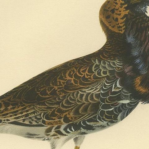 Antique Bird Print of the Calidris Pugnax by Von Wright, 1929, close-up 2