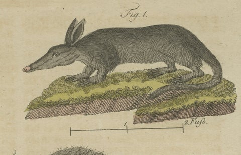 Antique Aardvark, Echidna, Baboons & Skeleton Engraving, Bertuch, close-up 6